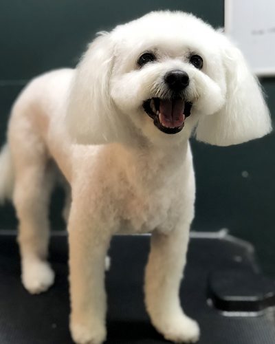 cute dog groomed