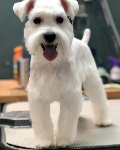 white dog groomed